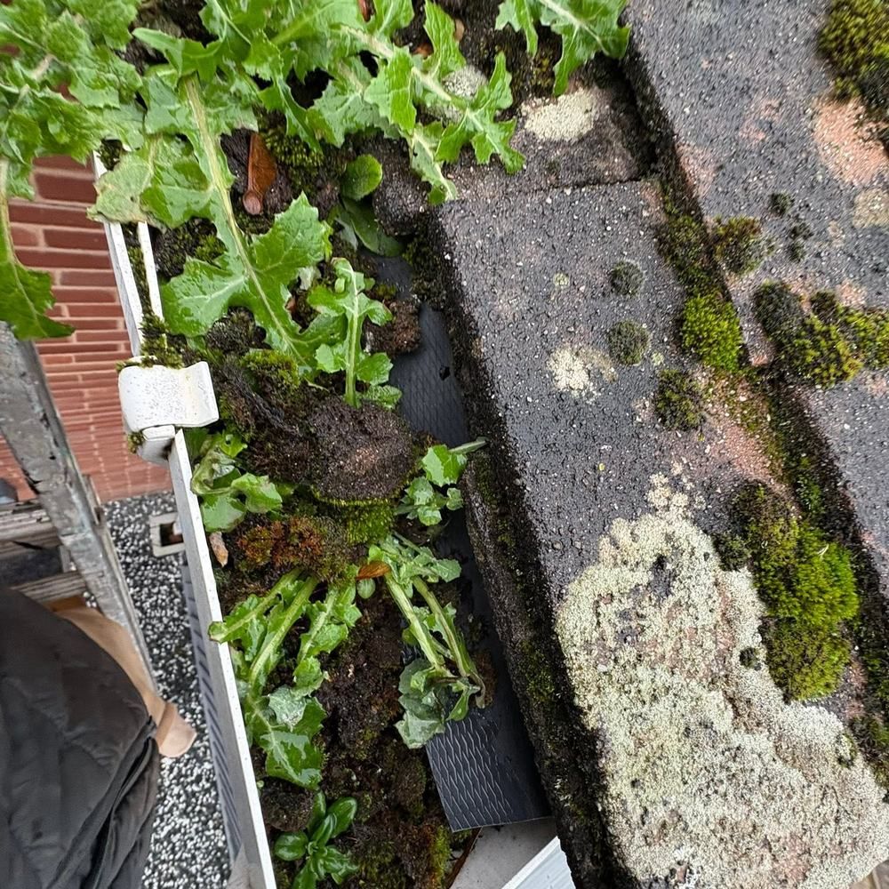 Gutter overgrown with plants before cleaning by Owens Exterior Cleaning, Devon
